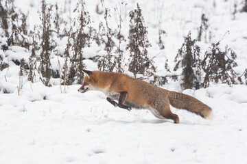 Fähe im Schnee bei der Jagd