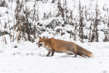 Fähe im Schnee bei der Jagd
