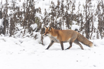 Fähe im Schnee bei der Jagd