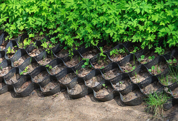 Geogrid on the slope strengthens the river bank and restrains erosion.