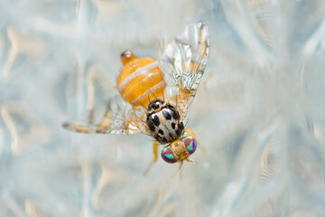 Selective focus on Mediterranean fruit fly, Ceratitis Capitata