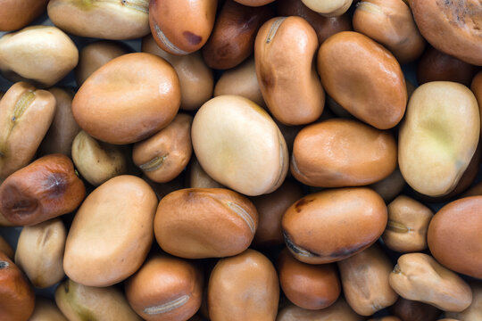 Close-up detail and texture of fava beans, top view