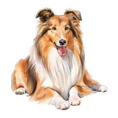 Shetland Sheepdog, isolated on transparent background