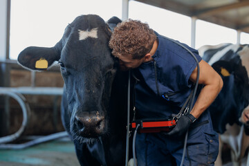 Veterinarian man hugs cow on farm. Concept love to animals and health care for cattle, veterinary...