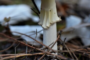 fly agaric mushroom leg