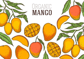 Ripe mango. Hand drawn vector illustration. Tropical fruit. Packaging design, menu design, juice packaging. Mango frame.
