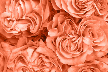 Large beautiful delicate homemade roses in Peach Fuzz.Trendy color 2024 year. Declaration of love.