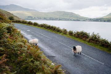Blackface Irish Mountain Sheep, next to a road.