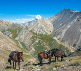 Three horses of local breed are standing on rocky trail in the mountains.
