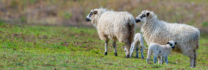 Naklejka na ściany i meble sheep with cute newborn lambs