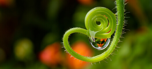 water drop on a flower - macro photo