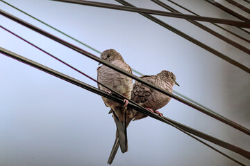 Dos palomas posadas en cables. 