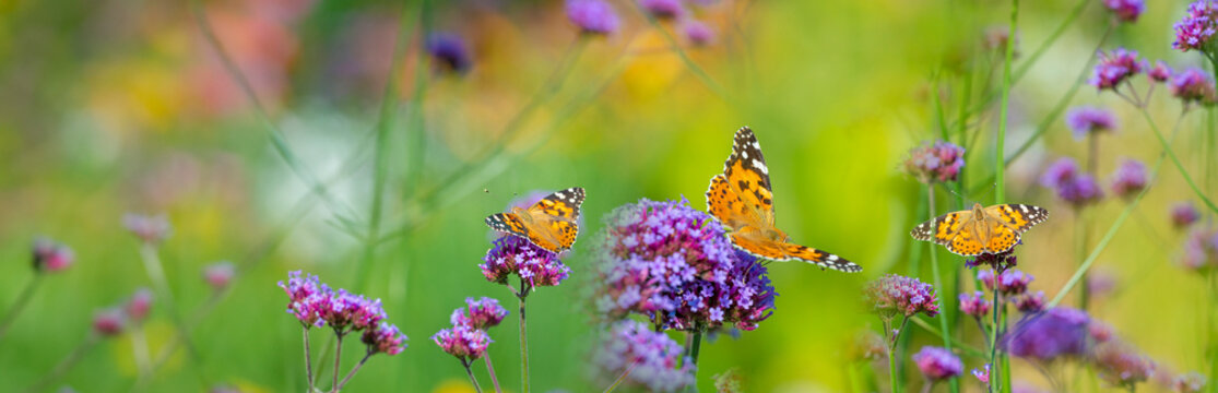 The panoramic view the garden flowers and butterflies Vanessa cardui