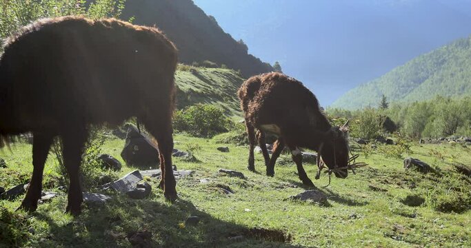 Veal cross breeding by yak and cattle eating grass on sunny high altitude river valley,China
