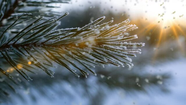 Snow falling nature forest trees landscape on white sunny winter day mood. Light and bright snow cold time, video loop, cinemagraph video loop