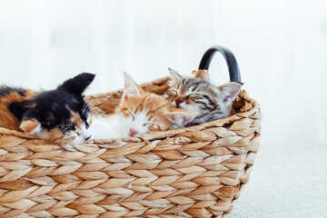 Three little cute kittens cozy sleep in a wicker basket. Domestic animals life.