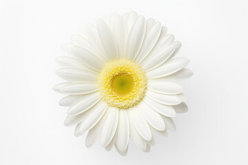 white bud of gerbera flower, one, top view, isolated on white background