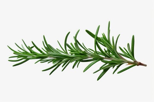 A single sprig of rosemary placed on a clean white background. This versatile image can be used for various culinary, herbal, or natural-themed projects