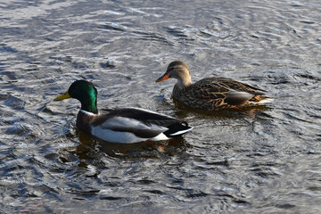 Mallard ducks on lake