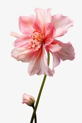A beautiful pink flower with a clean and simple white background. Perfect for adding a touch of elegance to any project