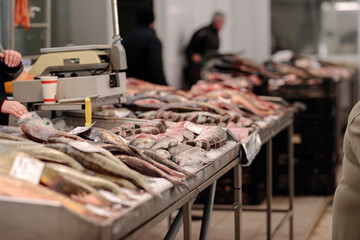 A Fisherman's Bounty: A Man Standing Before a Bountiful Table of Fresh Fish