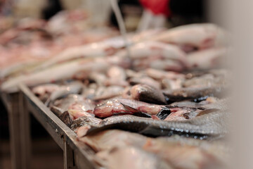 A Colorful Array of Freshly Caught Fish on a Rustic Table