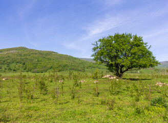 Fototapeta premium The valley between the mountains, flood meadows with lush green.vegetation in spring and summer.