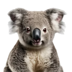 Gordijnen a Koala bear portrait, front view, isolated and transparent PNG in a Nature-themed, photorealistic illustration. Generative ai © Purple Penguin GFX