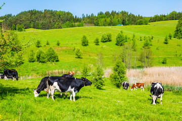 Fototapeta premium Cattle grazing on green pasture area in spring , Suwalki Landscape Park, Podlasie, Poland