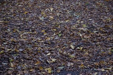 Autumn background: wet fallen leaves lying on the ground
