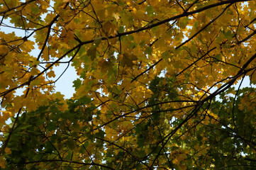 Autumn background: bright autumn maple leaves and branches against the sky