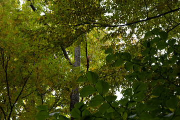 Fototapeta na wymiar summer background: dense green foliage and red squirrel tail
