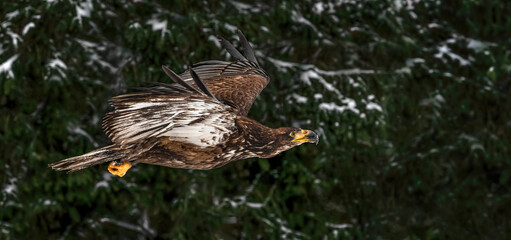 A Flying Juvenile Bald Eagle  (Haliaeetus leucocephalus)
