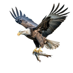 Naklejka premium a Bald eagle with a fish in its talons, 3/4/side view, isolated and transparent PNG in a Nature-themed, photorealistic illustration. Generative ai