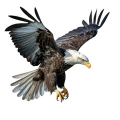 Obraz premium a Bald eagle in-flight, 3/4/side view, isolated and transparent PNG in a Nature-themed, photorealistic illustration. Generative ai