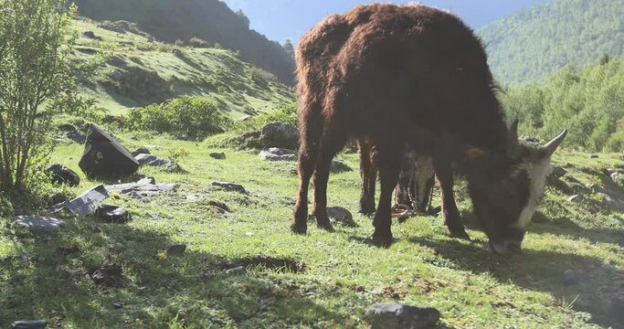 Veal cross breeding by yak and cattle eating grass on sunny high altitude river valley,China