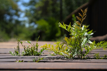 A green Shrub growing through a wooden plank walkway, with determination will help you succeed at...