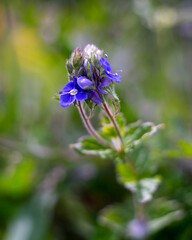 The bright blue flower of Veronica Dubravnaya is photographed in close-up.