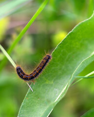 A bright colored caterpillar crawls on a green leaf.