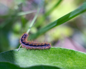 A bright colored caterpillar crawls on a green leaf.