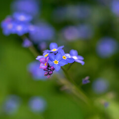 The forget-me-not flower of bright blue color is photographed in close-up.