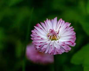 A delicate white-pink daisy flower.