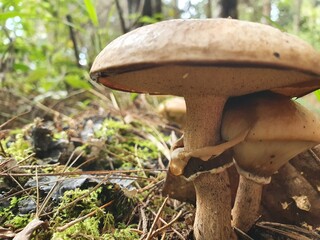 mushrooms in the wet forest