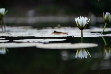 Beautiful Water lily with a stunning reflection in pond opening up as the sun is rising. - obrazy, fototapety, plakaty