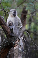 Baby Vervet monkey with its mom holding on for security and being caressed and learning about being a monkey. Taken in a holiday resort in South Africa