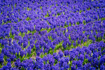 Obraz premium Fields full with purple hyacinths in the Bollenstreek