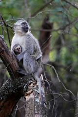 Baby Vervet monkey with its mom holding on for security and being caressed and learning about being a monkey. Taken in a holiday resort in South Africa