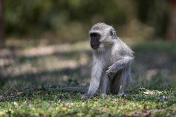 Fototapeta premium Cute Vervet Monkey sitting comfortably and playing around. taken in very soft light with shallow depth of field. Taken at the waterberg Nature reserve in South Africa