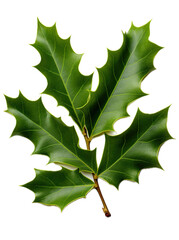 Fototapeta premium Holly leaves, top view, isolated and transparent PNG in a Nature-themed, photorealistic illustration. Generative ai
