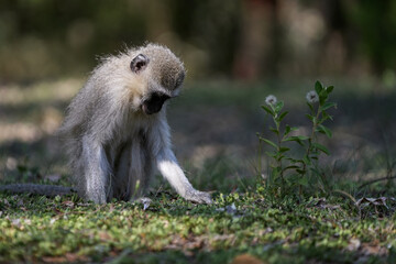 Cute Vervet Monkey sitting comfortably and playing around. taken in very soft light with shallow depth of field. Taken at the waterberg Nature reserve in South Africa